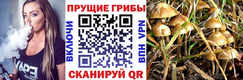 Галлюциногенные грибы Psilocybe  Катайск 